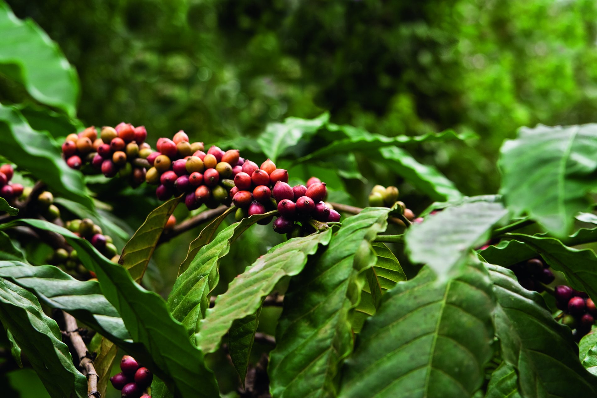 kaffeepflanze-coffee-plant